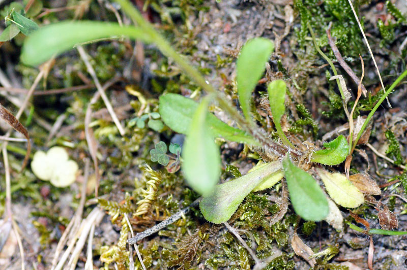 Jasione montana